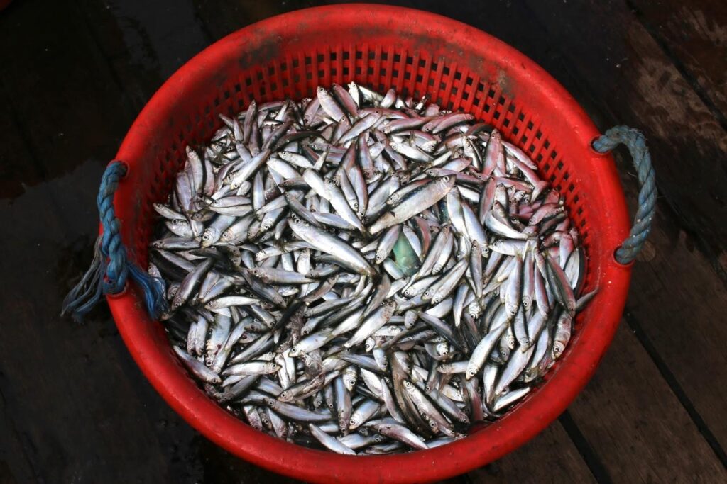 4fish