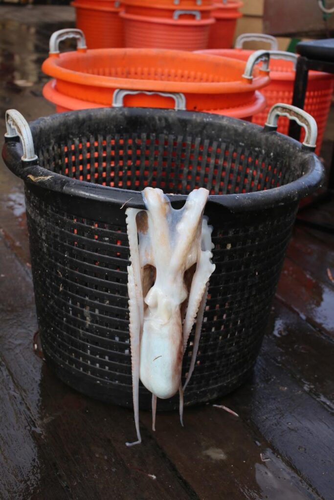aliceoctopus