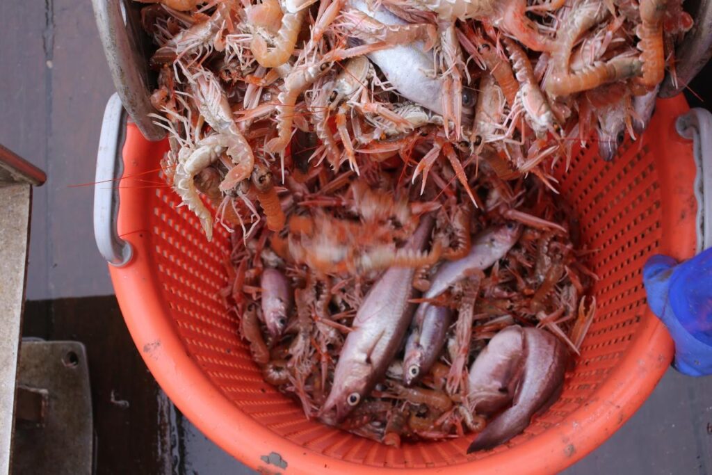 nephrops